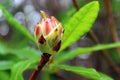 Rhododendron occidentale (Western Azalea)