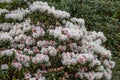 Rhododendron pachysanthum Royalty Free Stock Photo