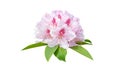 Rhododendron pale pink flowers isolated on white. Transparent png additional format Royalty Free Stock Photo