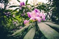 Rhododendron pink color beautiful spring flowers