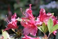 Rhododendron, pink flowers in bloom