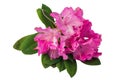 Rhododendron pink flowers isolated.