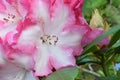 Rhododendron Pink Highlights 02