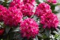 Rhododendron pink red flowers