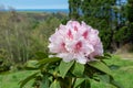 Rhododendron plant with pale pink flowers Royalty Free Stock Photo