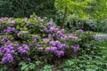Rhododendron plant with purple flowers at Vondel Park, Amsterdam Netherlands. Nature background Royalty Free Stock Photo
