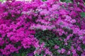 `Hinodegiri` Rhododendron plants in bloom with flowers of different colors. Azalea bushes in the park Royalty Free Stock Photo