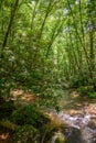 Rhododendron Plants Line Mountain River