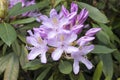 Rhododendron ponticum, common rhododendron, pontic rhododendron in bloom Royalty Free Stock Photo