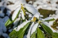 Rhododendron ponticum pontic rhododendron with green flower buds covered with white fluffy snow Royalty Free Stock Photo