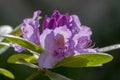 Rhododendron ponticum purple violet flowering plant, beautiful ornamental shrub in bloom