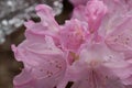 Rhododendron prinophyllum.Early azalea .Close up