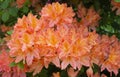 Rhododendron prinophyllum, Mandarin Lights, family Ericaceae. beautiful flower background