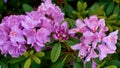 Rhododendron purple. Bud, blooming and seeing, all stages of flower growth in one photo. Azalea soda. Dew drops on flowers