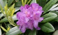 Rhododendron, purple inflorescence, on leathery leaves