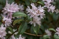 Rhododendron racemosum