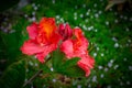 Rhododendron red on the background of leaves Royalty Free Stock Photo