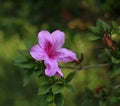 Rhododendron, red beatiful flower Royalty Free Stock Photo