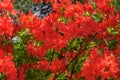 Rhododendron red flower fresh blooming on the park Royalty Free Stock Photo