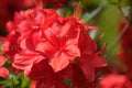 Rhododendron, red flowers in bloom Royalty Free Stock Photo