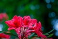 Rhododendron red flowers on green background Royalty Free Stock Photo