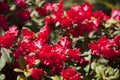 Rhododendron red flowers Royalty Free Stock Photo