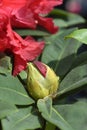 Rhododendron Red Jack Royalty Free Stock Photo