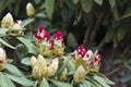 Rhododendron or Rosebay leaves and buds ready to open in spring garden, closeup. Ericaceae evergreen shrub, toxic leaves. Azalea, Royalty Free Stock Photo