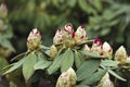 Rhododendron or Rosebay leaves and buds ready to open in spring garden, closeup. Ericaceae evergreen shrub, toxic leaves. Azalea, Royalty Free Stock Photo