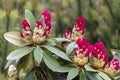 Rhododendron or Rosebay leaves and buds ready to open in spring garden, closeup. Ericaceae evergreen shrub, toxic leaves. Azalea, Royalty Free Stock Photo