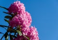 Rhododendron `Roseum Elegans` hybrid of catawbiense with pink-lilac flowers blooms in  Public Landscape City Park Royalty Free Stock Photo