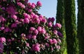 Rhododendron `Roseum Elegans` hybrid catawbiense pink purple flowers blossom in Public landscape city park `Krasnodar`