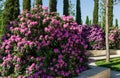 Rhododendron `Roseum Elegans` hybrid catawbiense pink purple flowers blossom in Public landscape city park `Krasnodar` Royalty Free Stock Photo