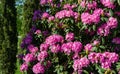 Rhododendron `Roseum Elegans` hybrid catawbiense pink purple flowers blossom in Public landscape city park `Krasnodar` Royalty Free Stock Photo