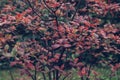 rhododendron roseum loisel leaves at autumn