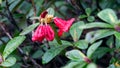 Rhododendron sanghuineum