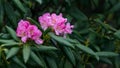 Rhododendron Shangri-La Yunnan, dian