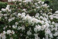 Rhododendron shrub full of white flowers glowing in the sunlight.