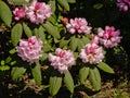 Rhododendron shrub with pink flowers, selelctive focus Royalty Free Stock Photo