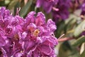 Bee pollinating azalea flowers Royalty Free Stock Photo