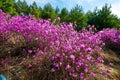 The rhododendron simsii and pinetrees scenery Royalty Free Stock Photo