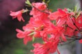 Rhododendron simsii Planch Royalty Free Stock Photo