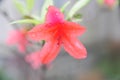 Rhododendron simsii Planch Royalty Free Stock Photo