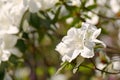 The blooming white azalea rhododendron in spring Royalty Free Stock Photo