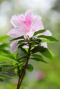 The blooming pink azalea rhododendron after rain