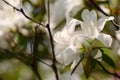 The blooming white azalea rhododendron in spring Royalty Free Stock Photo