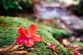 Rhododendron simsii Planch on the moss floor