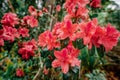 Rhododendron simsii Planch,Phu Kradueng National Park,Thailand