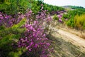 The rhododendron simsii wayside Royalty Free Stock Photo