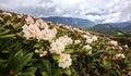 Rhododendron on the slope of the mountain. Rosa Peak Sochi, Caucasus Mountains